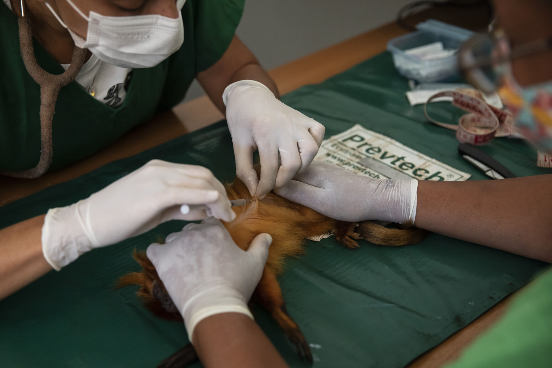 Brazil Golden Monkey Vaccination